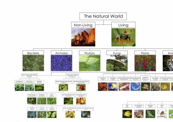 Natural world chart